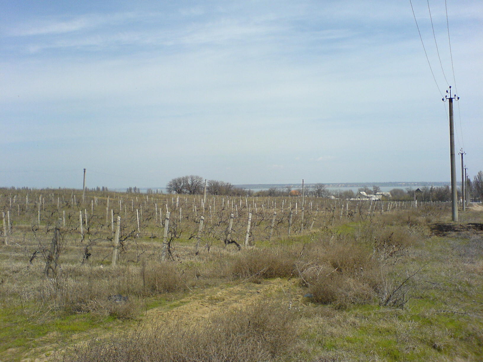 Vignes en 2006 avec le liman du Dniestr au fond